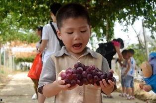 会玩吃瓜群,网络社交新趋势下的娱乐风向标