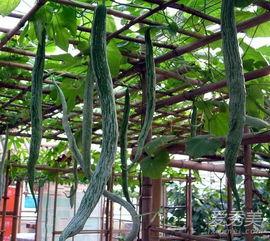 吃蛇瓜要削皮吃吗图片,削皮与否，口感大不同