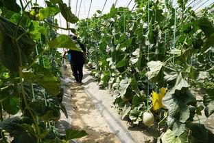 伊犁吃瓜视频,揭秘新疆美食风情