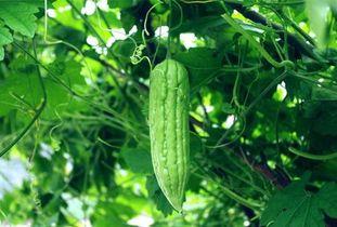 天天吃玲珑瓜,每日一瓜，健康生活每一天