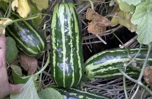 吃四瓜和五瓜哪个好,探寻哪一种更胜一筹”