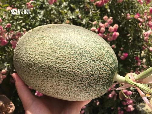 吃泰蜜的瓜,吃泰蜜瓜的甜蜜诱惑与养生奥秘