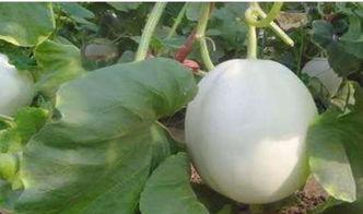 怎样吃白兰瓜好吃,解锁清新口感新境界