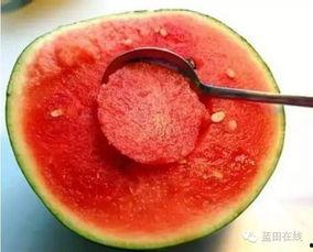 蓝田吃瓜视频打卡,揭秘网红美食背后的故事